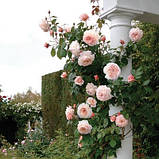 Троянда Shropshire Lad (саджанці), фото 2