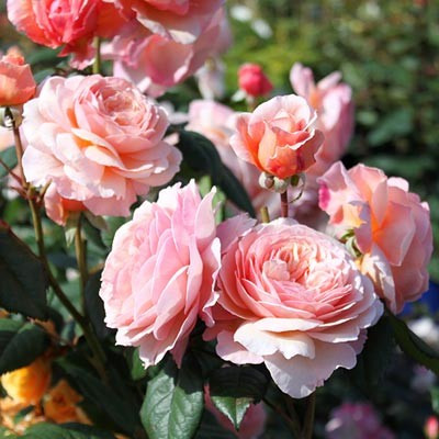 Троянда Shropshire Lad (саджанці), фото 1