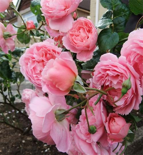 Троянда Strawberry Hill (саджанці), фото 1