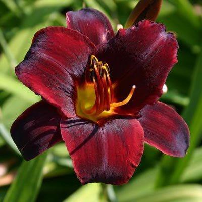 Лілейник Starling (саджанці), фото 1