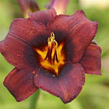 Лілейник Starling (саджанці), фото 2