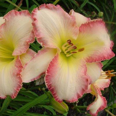 Лійник She got the look (саджанці), фото 1