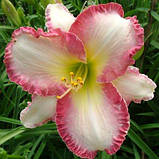 Лійник She got the look (саджанці), фото 2