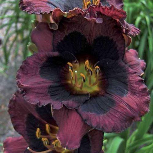 Лілейник Whoopy (саджанці), фото 1