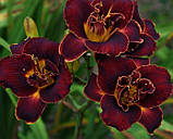 Лілейник Night Embers (саджанці), фото 4