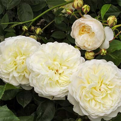 Троянда Tranquillity (саджанці), фото 1