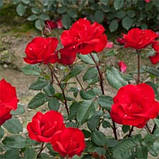 Троянди Gruss an Bayern, фото 2