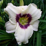 Лілейник Pandora's Box (саджанці), фото 3