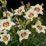 Лілейник Pandora's Box (саджанці), фото 2