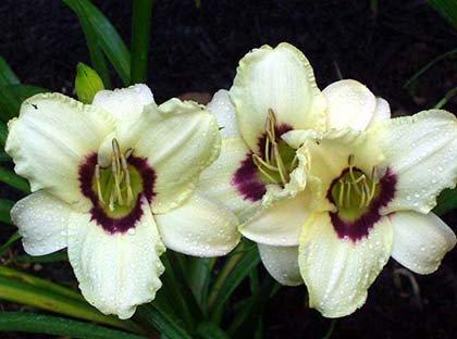 Лілейник Pandora's Box (саджанці), фото 1