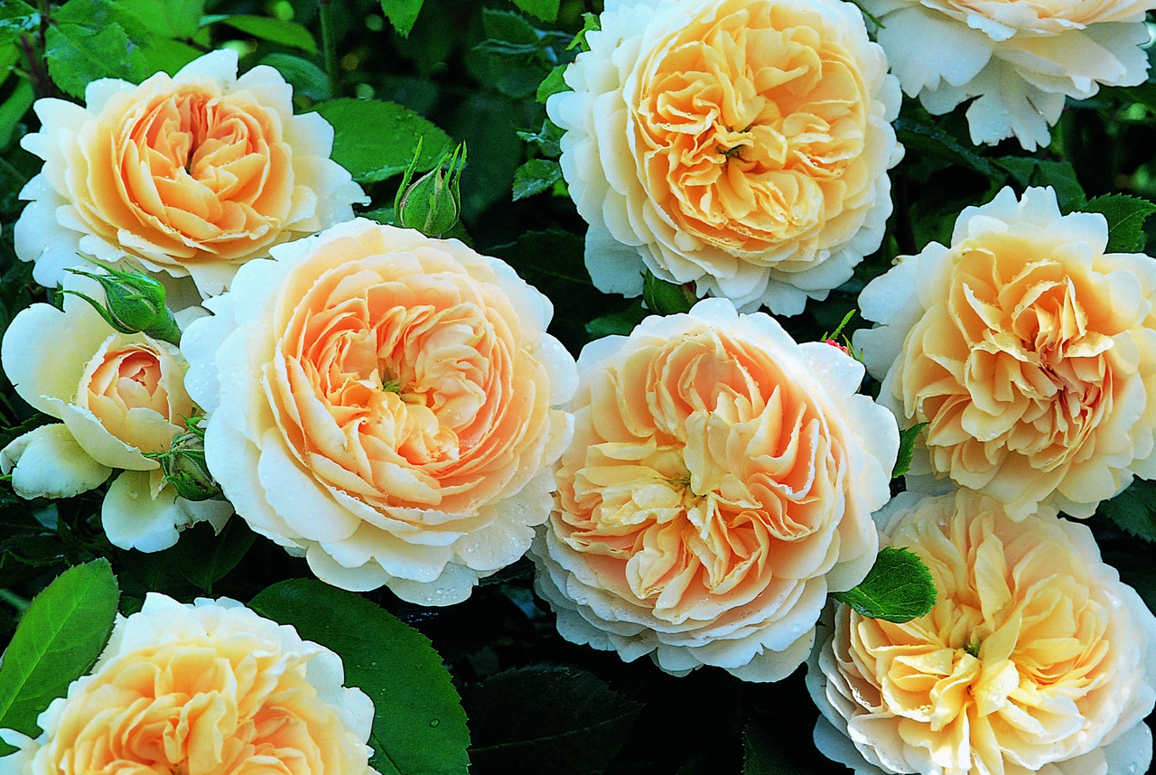 Троянди Crocus Rose (сажниці)