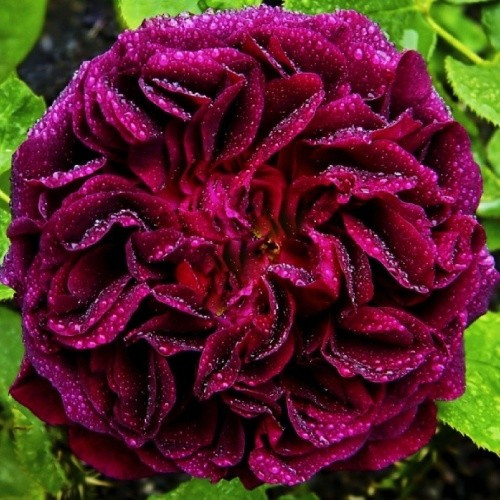 Троянда Munstead Wood, фото 1