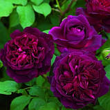 Троянда Munstead Wood, фото 2