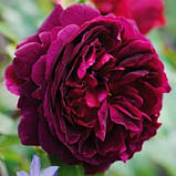 Троянда Munstead Wood, фото 3