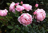 Троянда The Alnwick (сажниці), фото 5