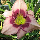 Лійник Edge Ahead (саджанці), фото 2