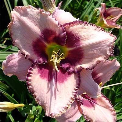 Лійник Edge Ahead (саджанці), фото 1