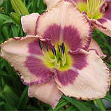 Лійник Edge Ahead (саджанці), фото 3