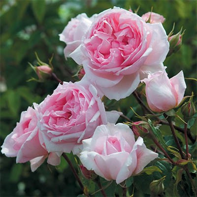 Троянда The Wedgwood Rose (смаженці)