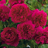 Троянда Thomas А' Becket (саджанці), фото 2