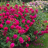 Троянда Thomas А' Becket (саджанці), фото 3