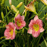 Лілейник Final Touch (саджанці), фото 2