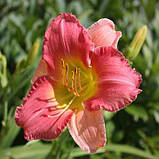 Лілейник Final Touch (саджанці), фото 3