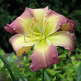 Лійник Regency Heights (саджанці), фото 3