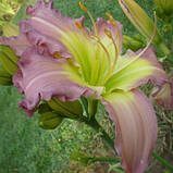 Лійник Regency Heights (саджанці), фото 4