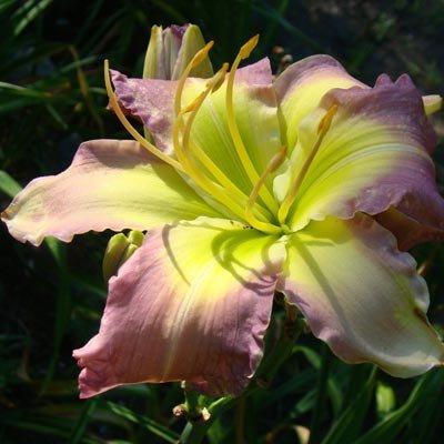 Лійник Regency Heights (саджанці), фото 1