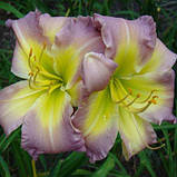 Лійник Regency Heights (саджанці), фото 2