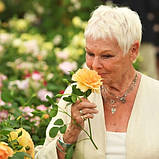 Троянда Dame Judi Dench (саджанці), фото 4