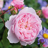 Троянда Wisley 2008 (саджанці), фото 4