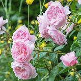 Троянда Wisley 2008 (саджанці), фото 3