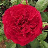 Троянда Tess of The d'Urbervilles Climbing (плетиста) (саджанці), фото 2