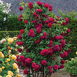 Троянда Tess of The d'Urbervilles Climbing (плетиста) (саджанці), фото 3
