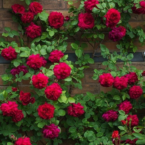 Троянда Tess of The d'Urbervilles Climbing (плетиста) (саджанці), фото 1