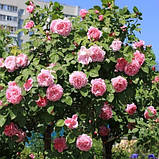 Троянда Marry Rose (саджанці), фото 3