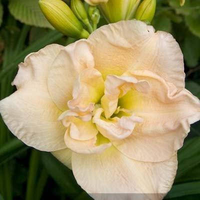 Үлкен кеуделердің үйдегі порно видеосы Қара еркектер толымды, әдемі әйелдерді трасса