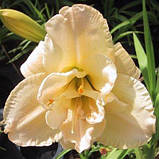 Лійник Jean Swann (саджанці), фото 3