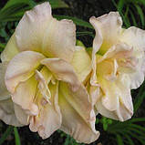 Лійник Jean Swann (саджанці), фото 4