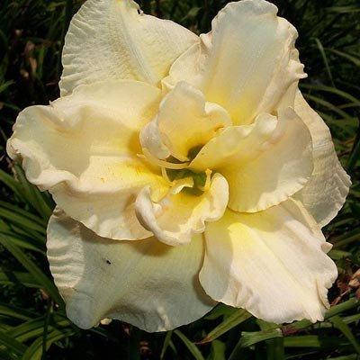 Көптеген ер адамдар оның ұялы телефонына кіреді Бразилиялық порно фестивалінде