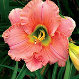 Лілейник Elegant Candy (саджанці), фото 2