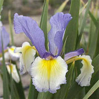 Ірис Peak Alone (кореневища)