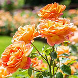 Троянда Lady of Shalott (саджанці), фото 3