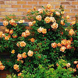 Троянда Lady of Shalott (саджанці), фото 5
