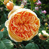 Троянди Crown Princess Margareta (саджанці), фото 4