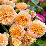 Троянди Crown Princess Margareta (саджанці), фото 3