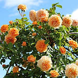 Троянди Crown Princess Margareta (саджанці), фото 5