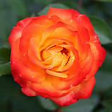 Троянда Climbing Rumba (сажі), фото 2